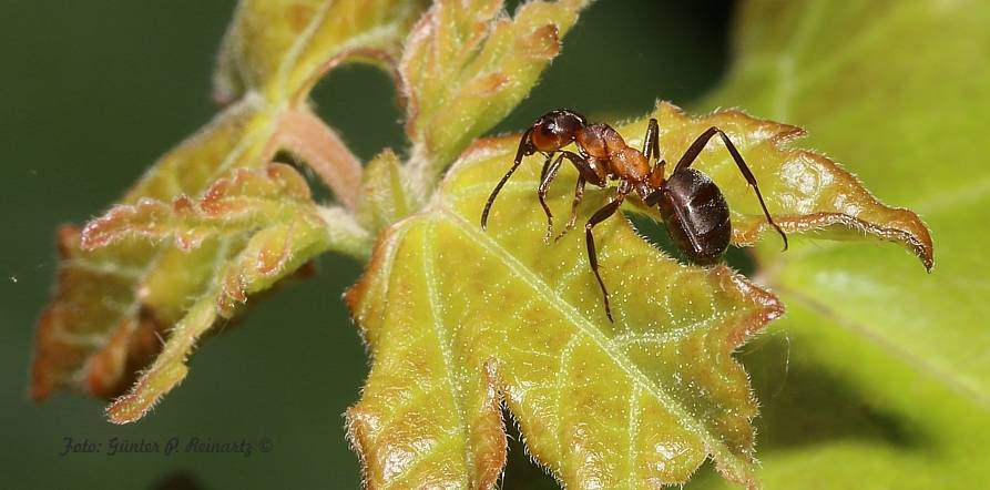 Ameise auf jungem Blatt