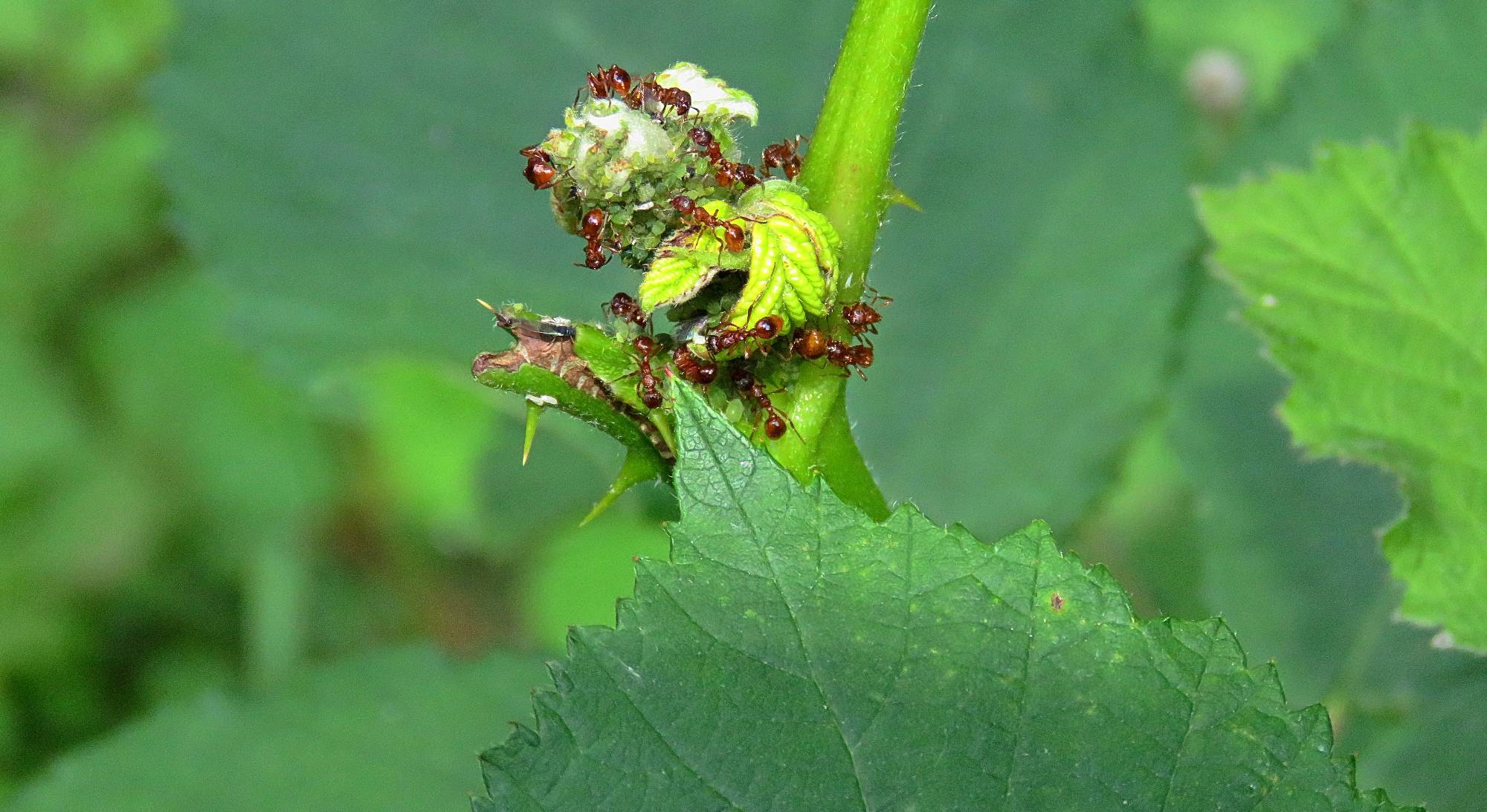 Ameisen mit Blattläusen an einem Stängel